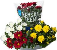 Kotimaista ruukkukrysanteemi, Chrysanthemum, värilajitelma, rk 12cm
