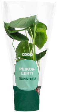 Coop Peikonlehti, Monstera deliciosa, korkeus 50-55cm