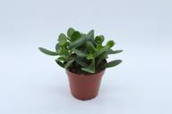 Coop Rahapuu, Crassula ovata, korkeus 20-25cm
