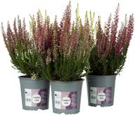 Coop Calluna vulgaris Twin, kaksivärinen aitokanerva, lajitelma