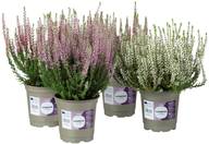 Coop Calluna vulgaris, aitokanerva, värilajitelma