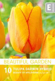 Tulpp. Beauty of Apeldoorn Z11-12, 10kpl
