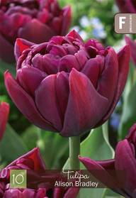Tulppaani Alison Brandly Z11-12, 10kpl