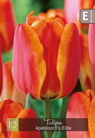 Tulpp. Apeldoorn's Elite Z11-12, 10kpl
