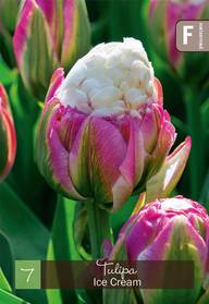 Tulppaani Ice Cream Z11/12, 7kpl