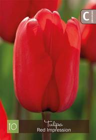 Tulppaani Red Impression Z11-12, 10kpl