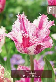 Tulppaani Purple Circus 11/12, 10kpl