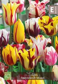 Tulppaanisekoite Rembrandt Z11-12, 10kpl