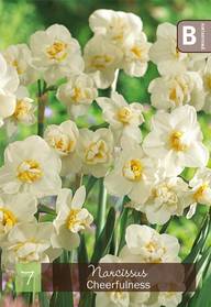 Narsissi, Narcissus Cheerfullness Z10/12, 7kpl