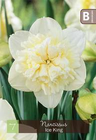 Narsissi, Narcissus Ice King Z10/12, 7kpl