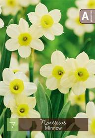 Narsissi, Narcissus Minnow Z10/12, 7kpl