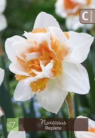 Narsissi, Narcissus Replete Z10-12, 7kpl
