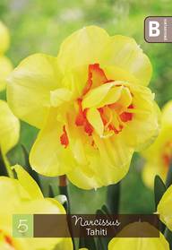 Narsissi, Narcissus Tahiti Z12/14, 5kpl