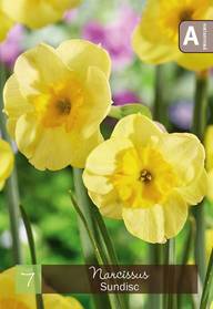 Narsissi, Narcissus Sundisc Z10-12, 7kpl