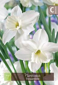 Narsissi, Narcissus Tresamble Z10/12, 7kpl