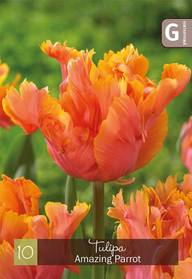 Tulppaani, Tulipa Amazing Parrot Z11-12, 10kpl