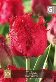 Tulppaani, Tulipa Barbados Z11-12, 10kpl