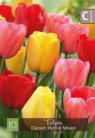 Tulppaani, Tulipasekoite Darwin 11-12, 10kpl
