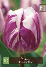 Tulppaani, Tulipa Flaming Flag Z11-12, 10kpl