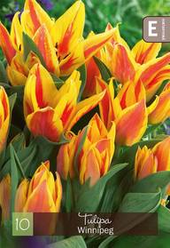 Tulppaani, Tulipa Winnipeg Z11-12, 10kpl