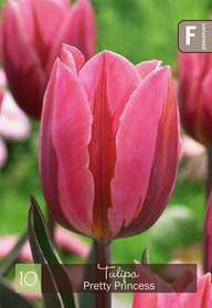 Tulppaani, Tulipa Pretty Princess 11/12, 10kpl