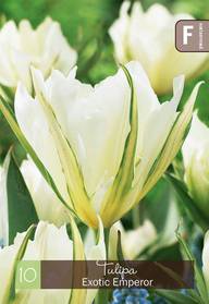 Tulppaani, Tulipa Exotic Emperor Z11-12, 10kpl