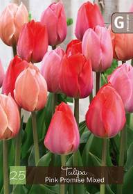 Tulppaani, Tulipa Pink Promise sek 10/11, 25kpl