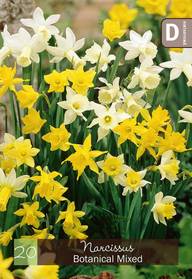 Narsissi, Narcissus Botanical sekoite Z10/12, 20kpl