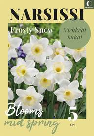 Narsissi Frosty Snow Z12/14, 5kpl