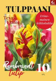 Tulppaani, Tulipa Texas Flame 11/12, 10kpl