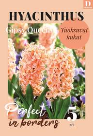 Hyasintti, Hyacinthus Gipsy Queen 16/17, 5kpl