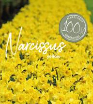 Farmers Market Narsissi 100kpl