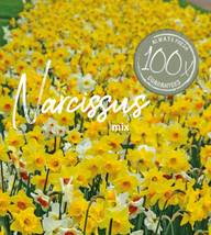 Farmers Market Narsissisekoite 100kpl