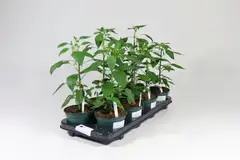 Chili 12 cm ruukussa - 2