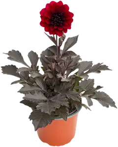 Pistokasdaalia 13 cm ruukku - 3