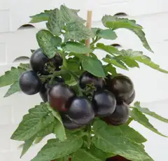 Ruukkutomaatti 'Purpleboy' 19 cm ruukussa, tummanlila kirsikkatomaatti - 2