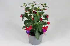 Verenpisara 12 cm ruukussa - 2