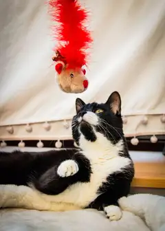 Rosewood Kissan onkilelu Roxy-poro - 2