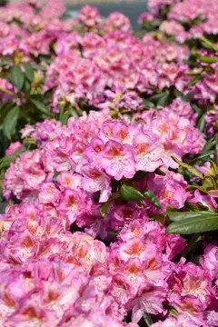 Alppiruusu Royal Violet I-III (IV) 30-40 cm astiataimi - 2