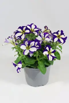 Petunia erikoislajikkeiden mix 12 cm riippuvat amppelilajikkeet - 1