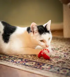 Rosewood Gus-tonttulelu kissoille - 3