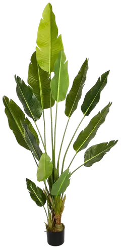 Lykke tekokasvi bird of paradise 200cm - 1
