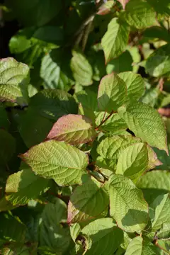 Kiinanlaikkuköynnös 'Novosibirsk' Actinidia kolomikta 'Novosibirsk' - 2