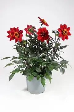 Patio daalia 'Happy Days' Mix 19 cm - 2