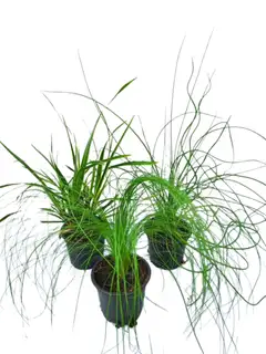 Heinä mix 12cm - 1