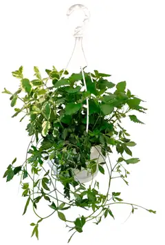 Yrttiamppeli 23cm - 1
