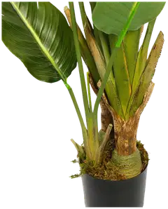 Lykke tekokasvi bird of paradise 200cm - 4
