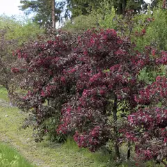 Purppuraomenapuu 'Royalty' 150-250cm astiataimi - 2