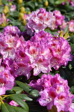 Alppiruusu Royal Violet I-III (IV) 30-40 cm astiataimi - 1