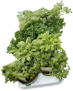 Mausteyrtti lajitelma 12cm - 1